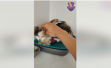 У Києві з каналізації витягнули кішку: вона кілька днів просила про допомогу