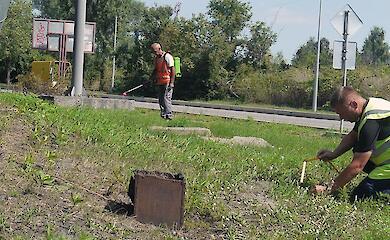 В Украинке начали борьбу с амброзией