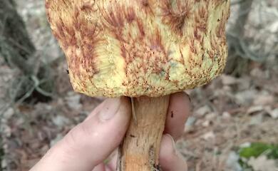 На Киевщине нашли гриба, похожего на попкорн