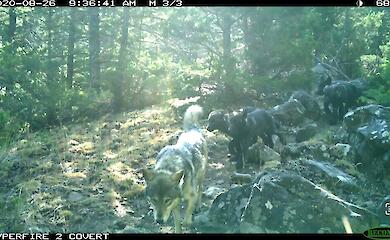 Новое исследование показало, как серые волки адаптируются к своим жертвам