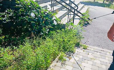 В Обухове начали обработку территорий от амброзии