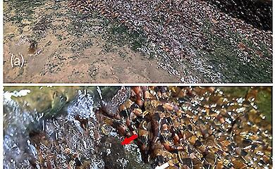 У Бразилії зафіксували рідкісних сомів, що вилазять вгору по водоспадам