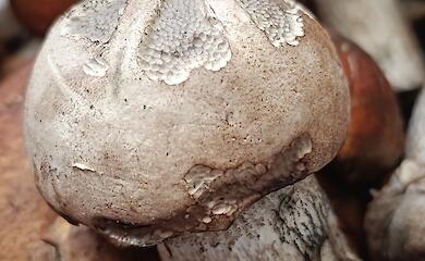 В Бучанском районе нашли "погрызенный" гриб: кто виноват