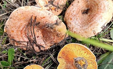 В Бучанском районе уже появились рыжики и другие осенние грибы