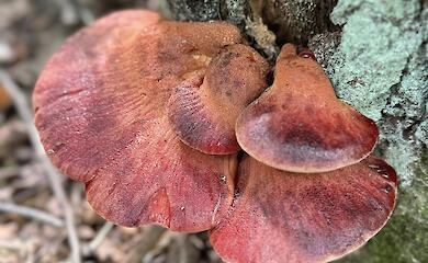 Незвичні знахідки під Києвом: печіночниця, трутовики та сироїжки у Лісниках