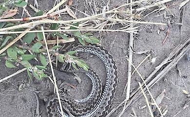 Знайдена мертва гадюка викликала дискусію про знищення змій людьми