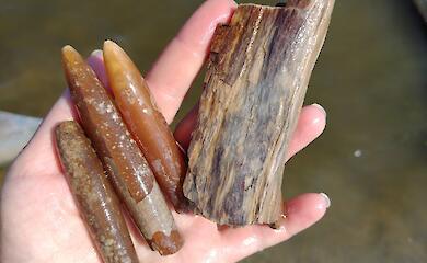 Що таке "чортові пальці" і чому їх знаходять саме у воді