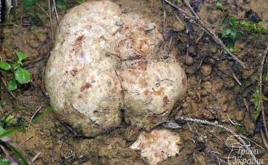 Грибник из Ворохты случайно наткнулся на свиной трюфель
