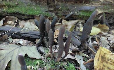 На Киевщине на старом бревне нашли интересные грибы