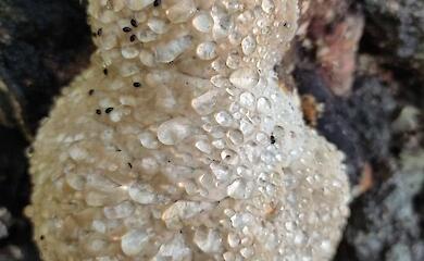 В Бучанском районе зафиксировали новые интересные грибные находки