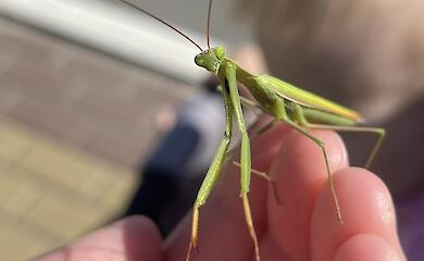 Забавное происшествие: в Ирпене ребенка напугал богомол-пассажир