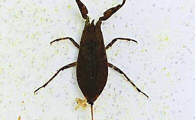 Водяний скорпіон Nepa cinerea: від личинки до дорослої комахи