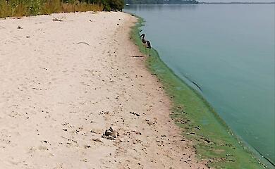 Возле Кременчугского водохранилища заметили редкого черного аиста