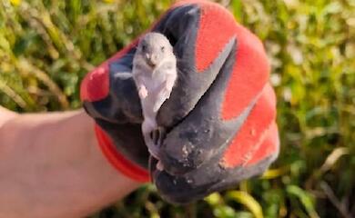 "Григорий" с поля: киевлянин показал необычного гостя из дикой природы