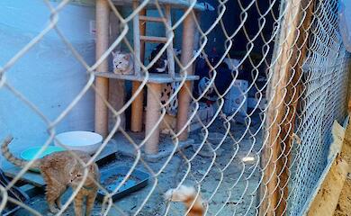 Обуховский приют для животных просит помощи: заканчиваются запасы корма и средства на коммунальные расходы