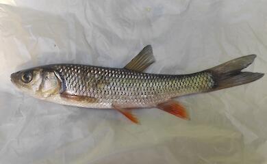 В Тисе выловили интересного экспоната и просят идентифицировать его