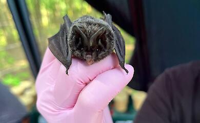 Ученые исследуют "Храм Летучей мыши" в Обуховском районе