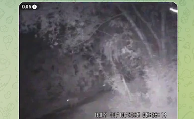 В Обуховском районе видели волков: почему это хороший знак