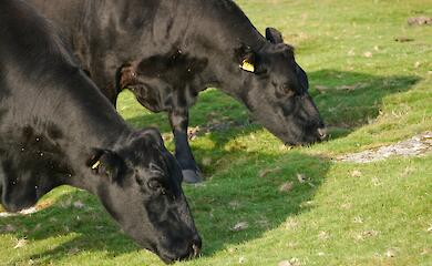 Помірне випасання худоби допомагає зберігати біорізноманіття на сучасних фермах