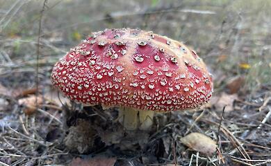 Осень без грибов: на Киевщине растут только мухоморы