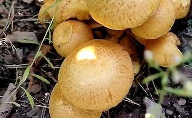 В лесу возле Таценков зафиксировали редкий гриб