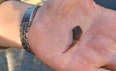 Дослідження в Чорнобильському заповіднику вказало на зникнення місцевих видів і появу "окупантів"