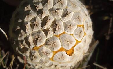 "Загадочный гриб" возле Борисполя идентифицировали как Amanita muscaria