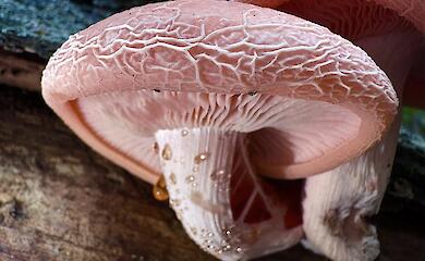 В Таценках нашли редкий гриб с венозным рельефом