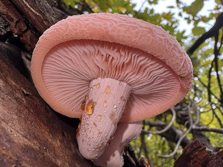 У Таценках знайшли рідкісний гриб з венозним рельєфом