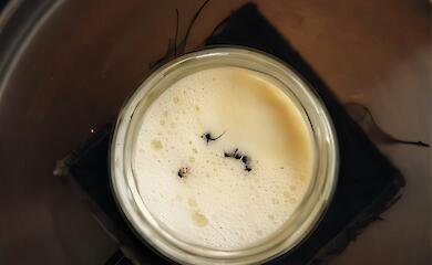 Исследователи воссоздали рецепт йогурта с муравьями: они запускают кисломолочную ферментацию молока