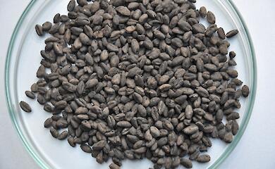 7 тыс. лет назад неолитические фермеры начали разнообразить посевы