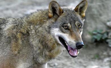 В Греции подтвердили первый генетический гибрид волка и собак