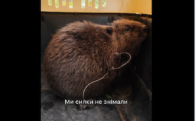 У Фастові школярі врятували бобра, який потрапив у пастку