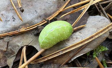 У лісах Обухівщини помітили рідкісну гусінь