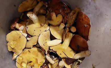 На екостанції &laquo;Глибокі Балики&raquo; &mdash; &laquo;море&raquo; маслюків