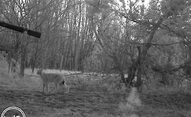 Фотоловушка в Чернобыльской зоне впервые показала встречу двух хищников