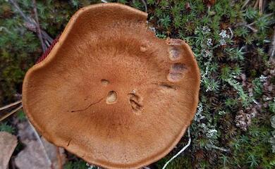 У Обухівському районі знайшли рідкісний гриб &mdash; Cortinarius semisanguineus