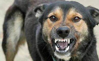 В лесу между Таценками и Плютами обнаружили труп собаки, которая умерла от бешенства