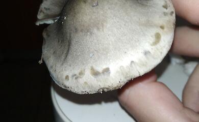 У лісах Обухівщини виявили сапфіровий рядовик &mdash; гриб із запахом мила