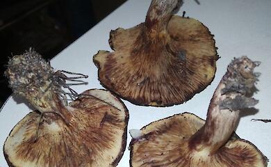 У мішаному лісі біля Обухова виявили смертельно отруйний гриб