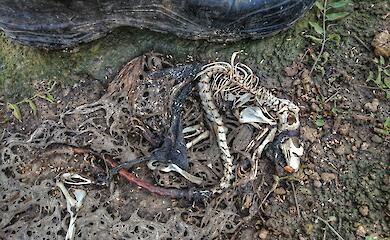 Останки загадочного животного в Винницкой области оказались водяной крысой