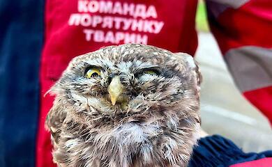 В Хотове госпитализировали сову с переломанным крылом