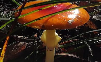 У Лісниках грибник сплутав звичайний мухомор із рідкісним мухомором Цезаря