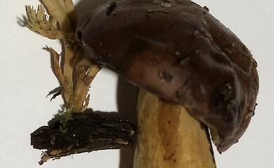 В Бучанском районе нашли загадочный гриб с "зелеными коронками"