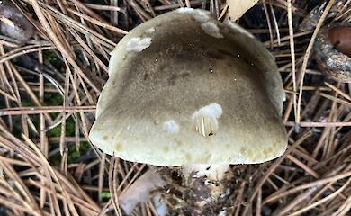 Мыльная рядовка под Обуховом: как распознать и не перепутать со съедобными грибами