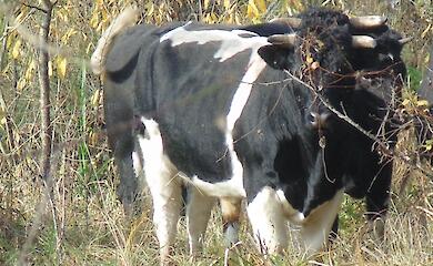 В Чернобыльском заповеднике снова заметили одичавших коров и табун лошадей Пржевальского