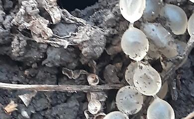 Слизняки перепутали нору паука с тайником и оставили свое "ожерелье