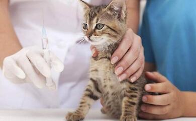 После случая бешенства между Таценками и Плютами объявлены профилактические прививки