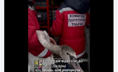 У Яготині врятували лебедів, що заплуталися у рибальських снастях
