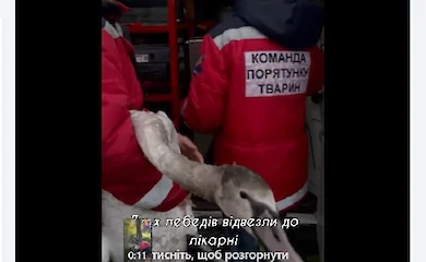 В Яготине спасли лебедей, которые запутались в рыболовных снастях